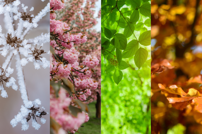 Bäume im Winter, Frühling, Sommer und Herbst